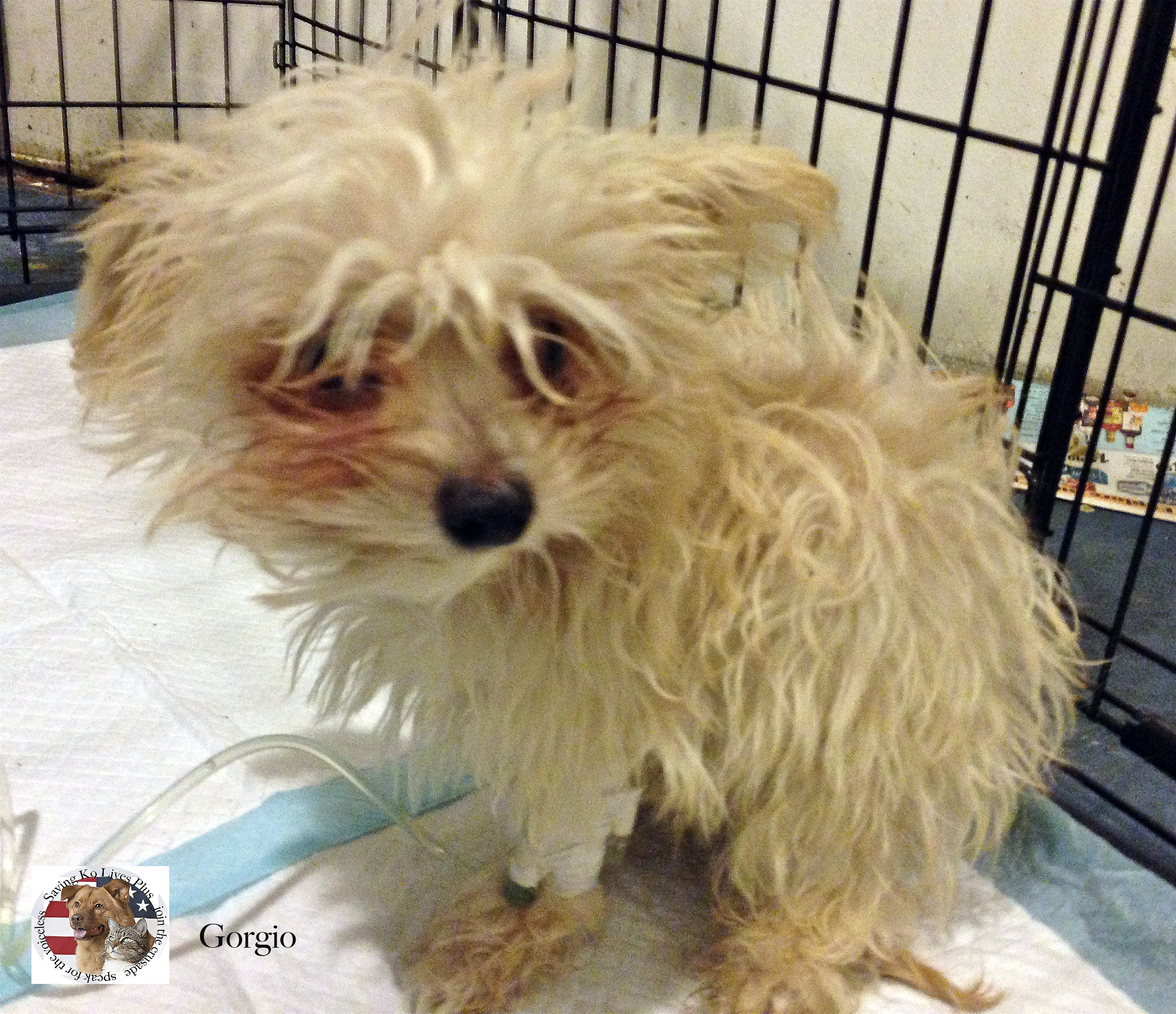 morkie vs yorkie maltese with yorkie breeds picture morkie vs yorkie maltese with yorkie breeds picture