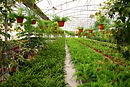Intensive Farming