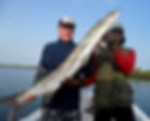 Barracuda de 1m 52 Cap skirring