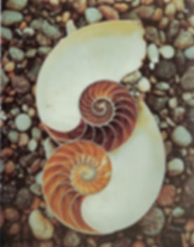 examples-of-the-golden-ratio-you-can-fin