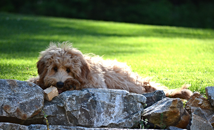 normal puppy behavior how to prevent your labradoodle puppy s destructive chewing behavior australian normal puppy behavior how to prevent your labradoodle puppy s destructive chewing behavior australian
