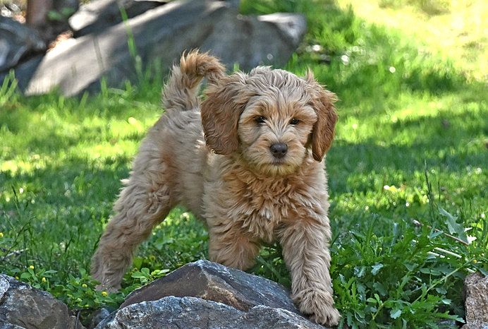 Caramel labradoodle puppy walking