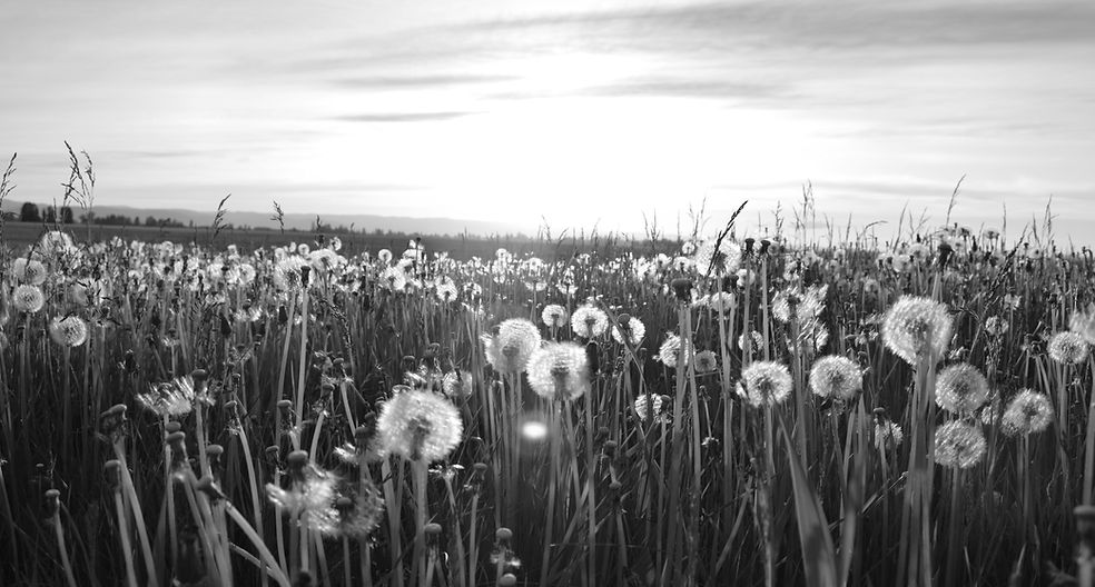 Dandelion Meadow