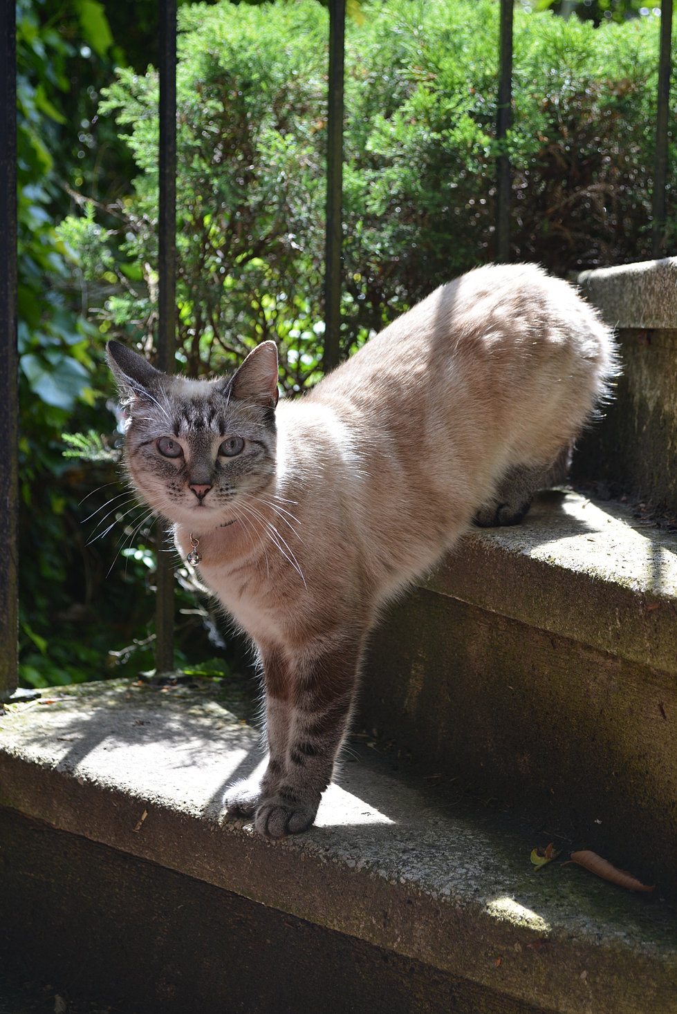 quels animaux grimpent