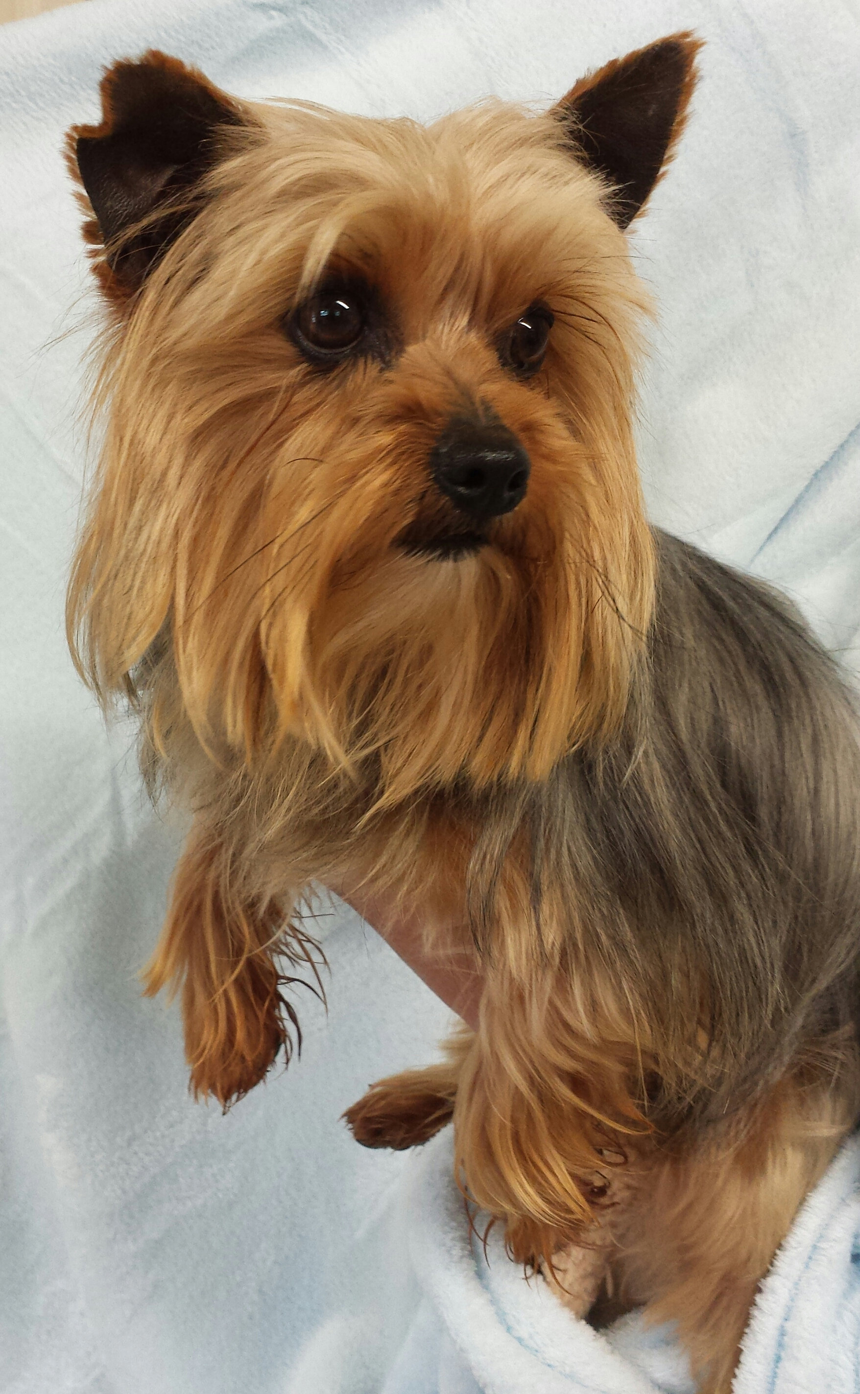 The Sexton Family Farm 1 Small Dog Breeder in East Tennessee Yorkshire Terrier