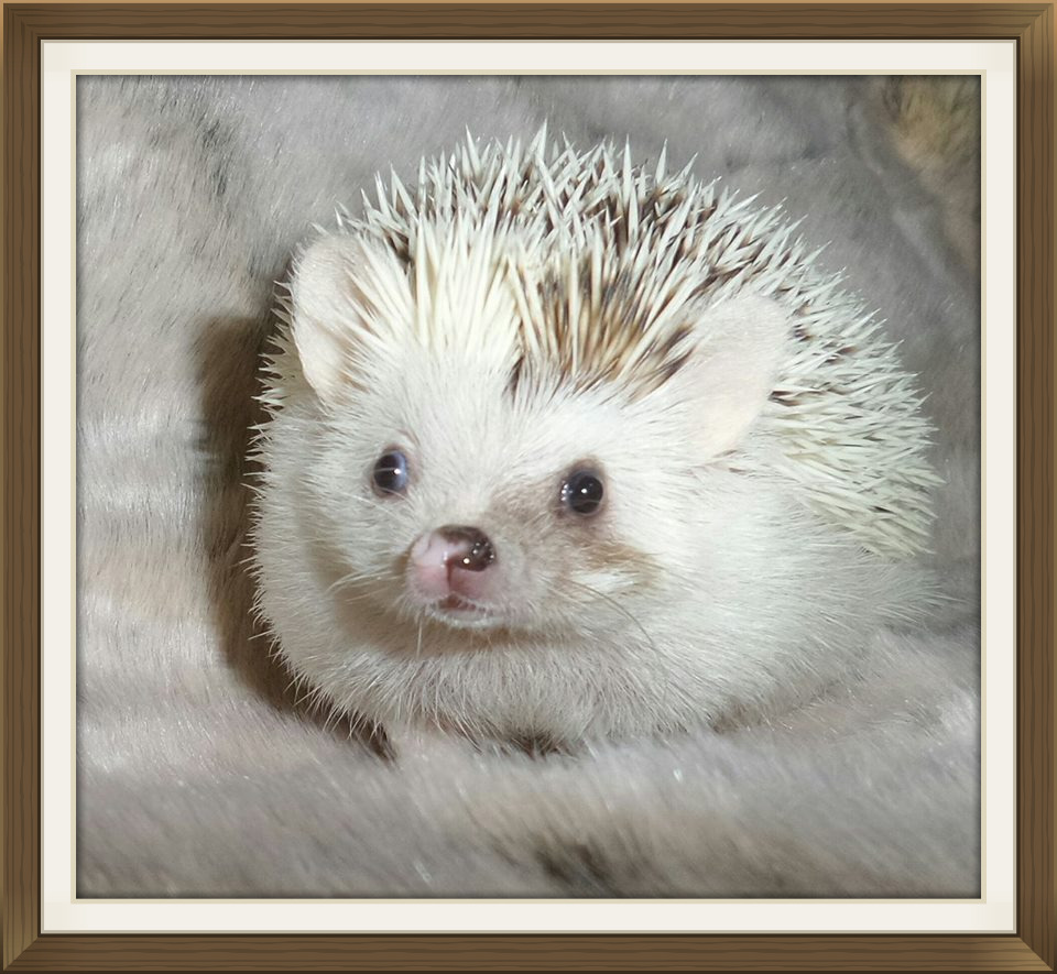 APH Information Care Guide Advice Information Pet Hedgehogs For Sale