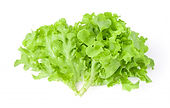 green batavia.jpg