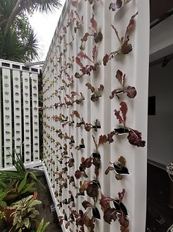 Vege Wall Outdoor