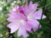 Malvenblüte in Zartrosa