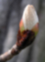 Chestnut Bud - Knospe der Kastanie