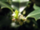 Die Bachblüte Holly