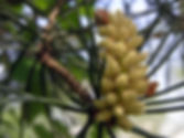 Die Bachblüte Pine