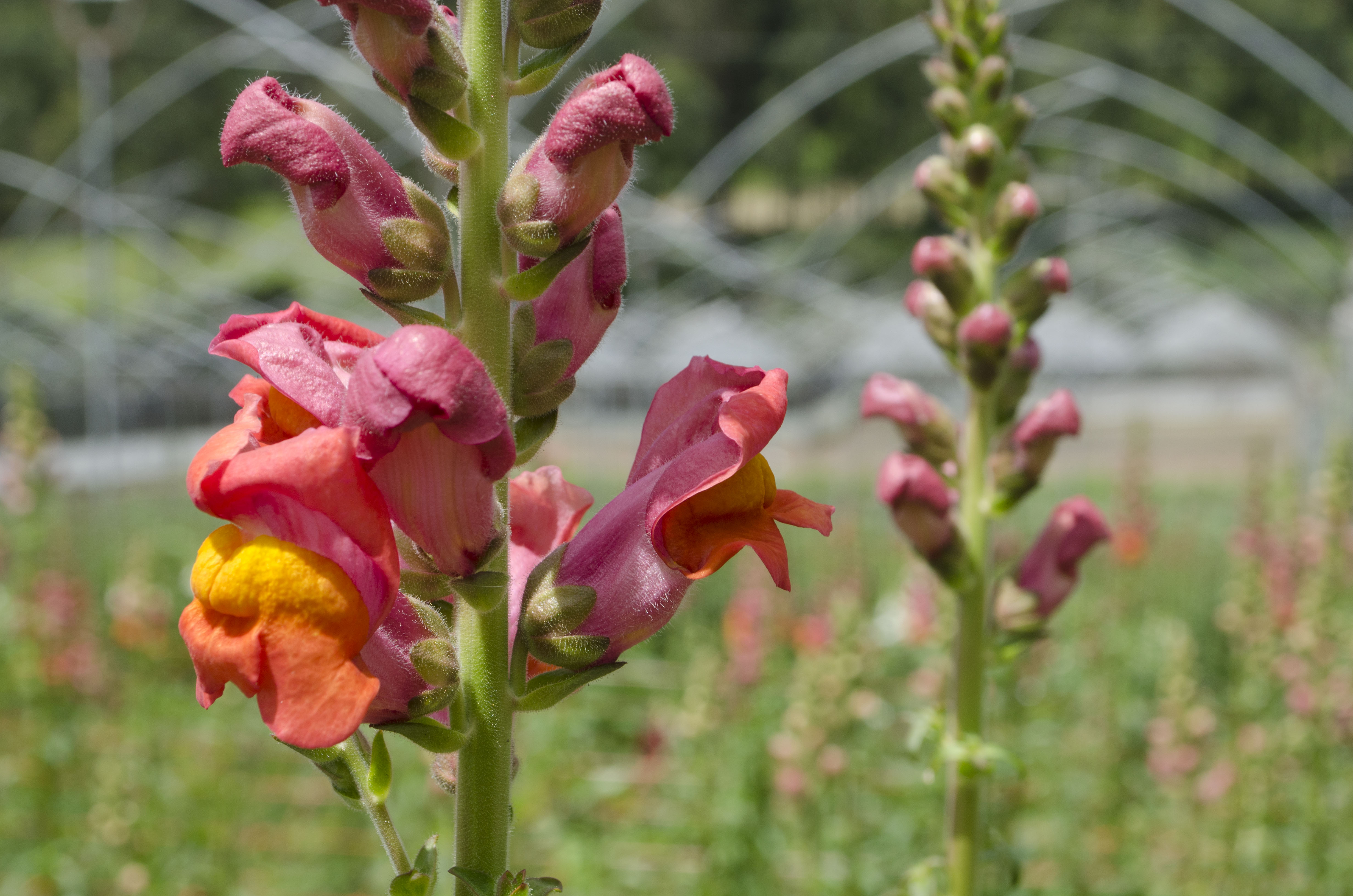 La Hacienda Flowers Summer flowers Roses Ecuador
