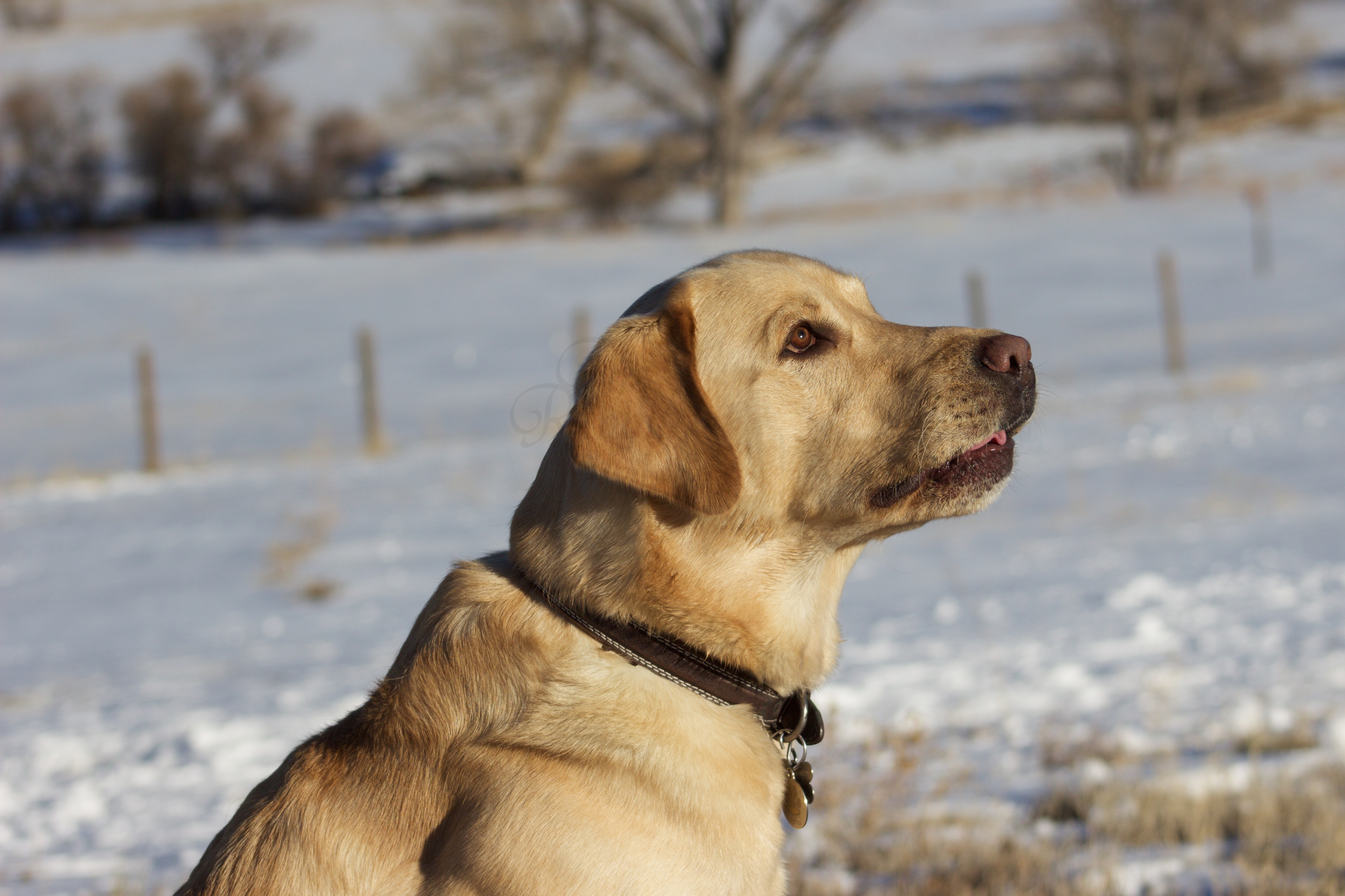 Albrecht Farms Labrador Retrievers Colorado