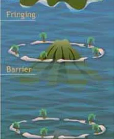 learn about the corals eco divemaster caribbean how do reefs form