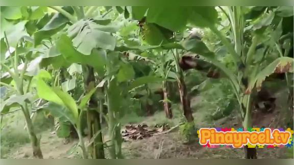Malawak ang lupain at negosyo ni Lando