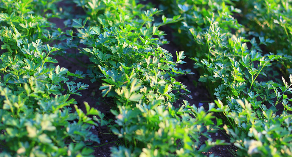 khweb_background_06_2200x1400.jpg