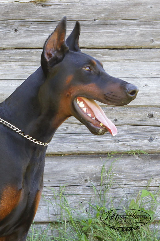 Hilltophaven DobermannsEuropean Dobermann Breeders in Ontario, Canada