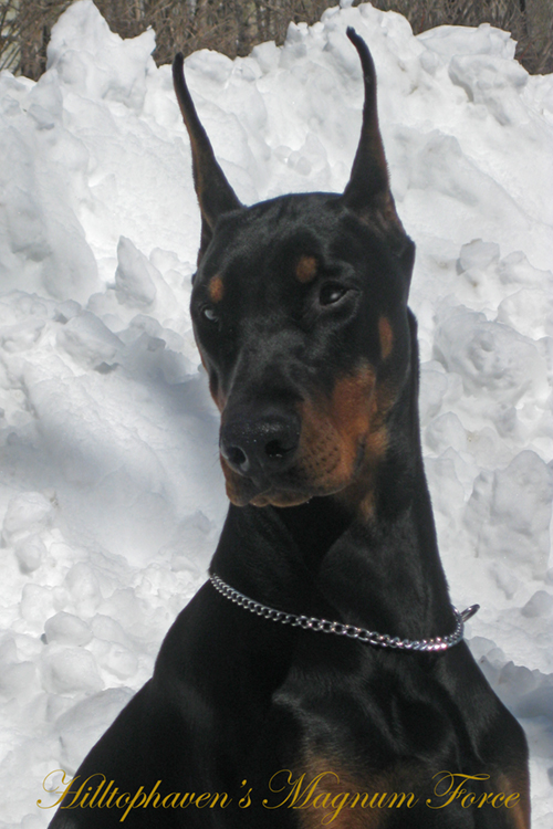 Dogs For Sale In Durham Region Dogs For Sale In Durham Region