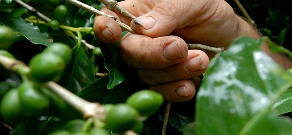 Coffee Farm at Los Altos de Ocotal