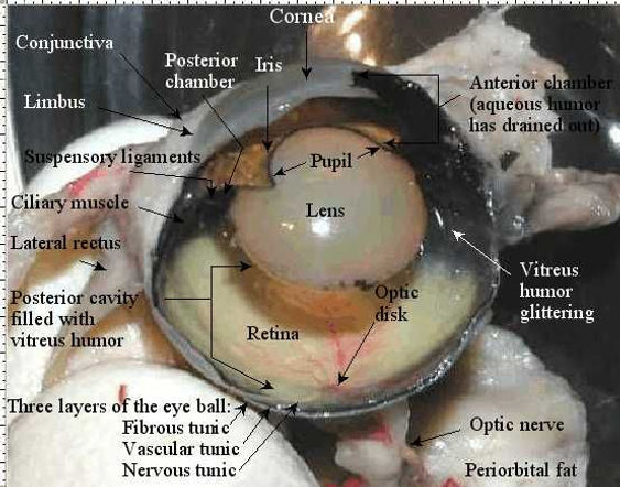 DISSECTING A COW'S EYE | business-strategy-bl