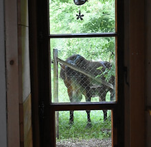 cheval.jpeg