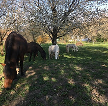 chevaux_ajoie.jpeg