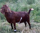IMG_2906.jpeg
