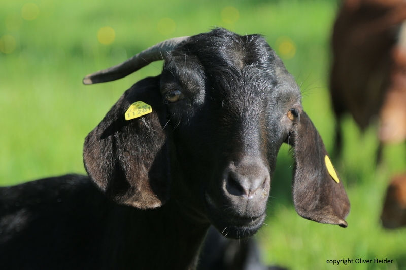 Schwarze Burenziege