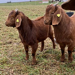IMG_2275.JPEG