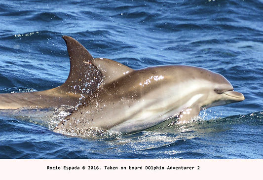 Hybrid morfo.jpg