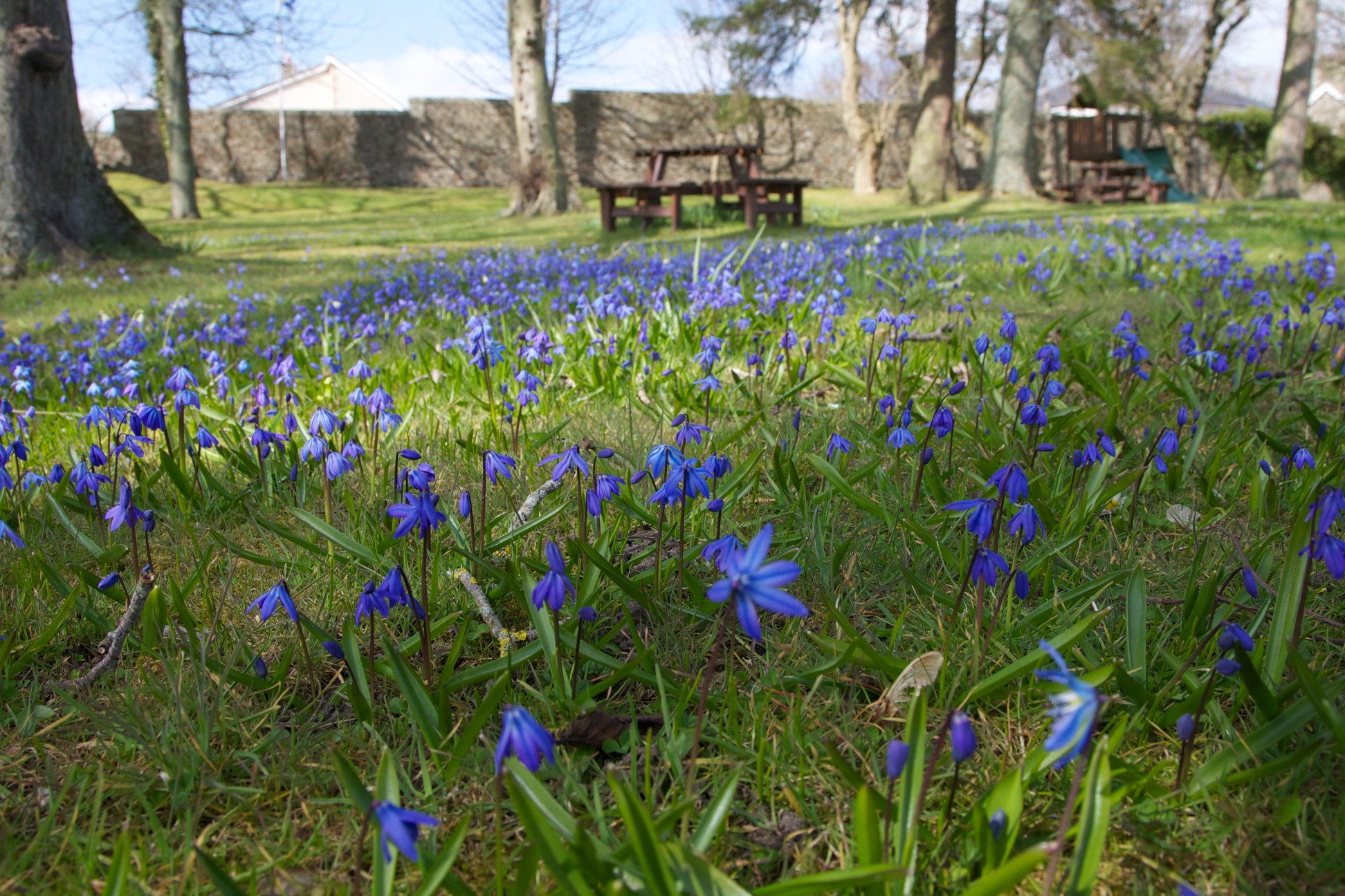 Fife Lodge Hotel Banff Scotland Bluebells