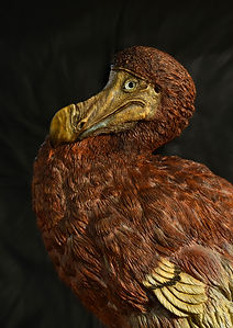 Dodo.dettaglio2.Michele.Vitaloni.jpg
