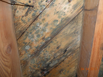 Moldy subfloor.JPG