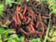 Vermicomposting
