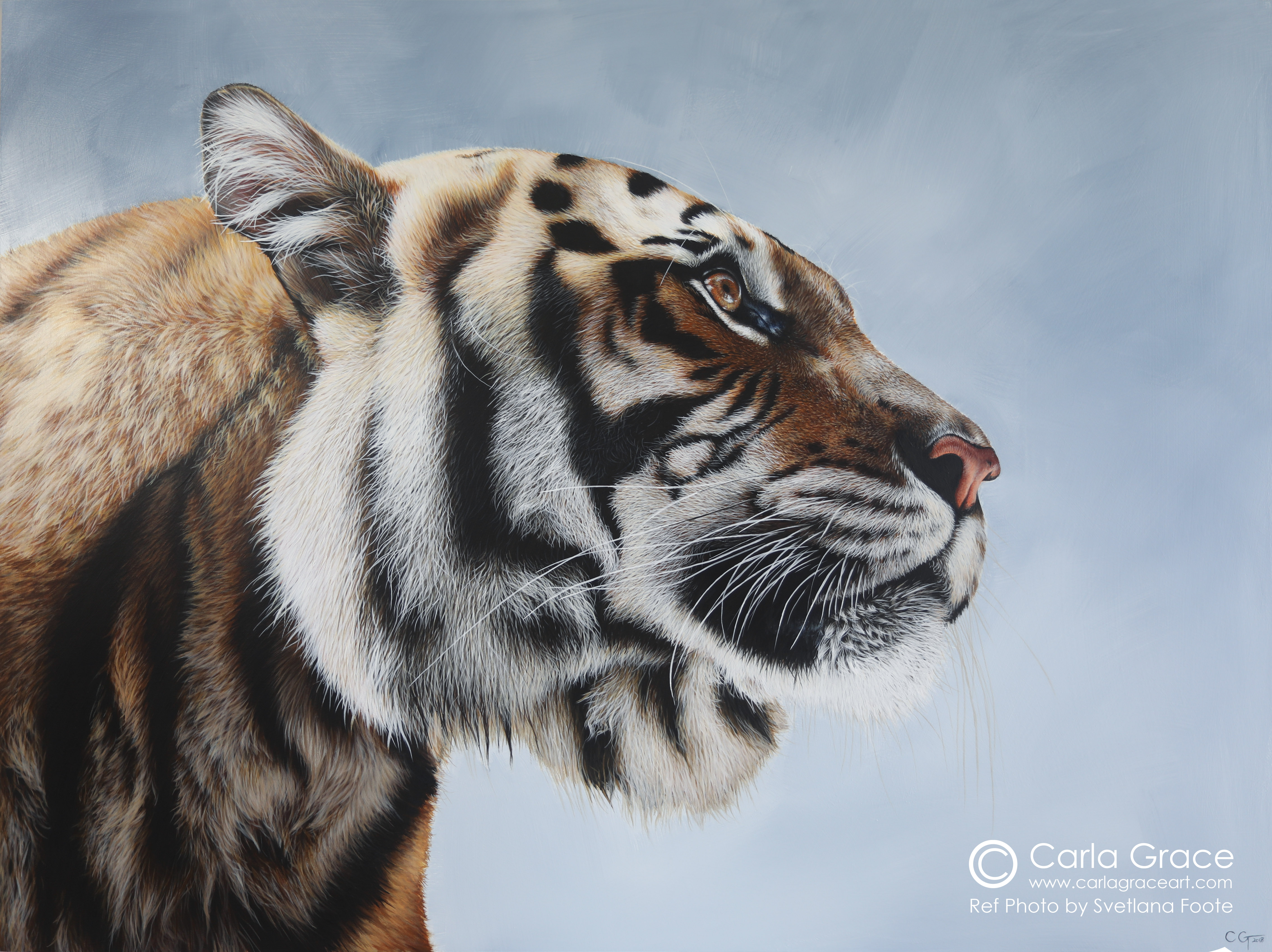 Wildlife Artist Carla Grace Paintings