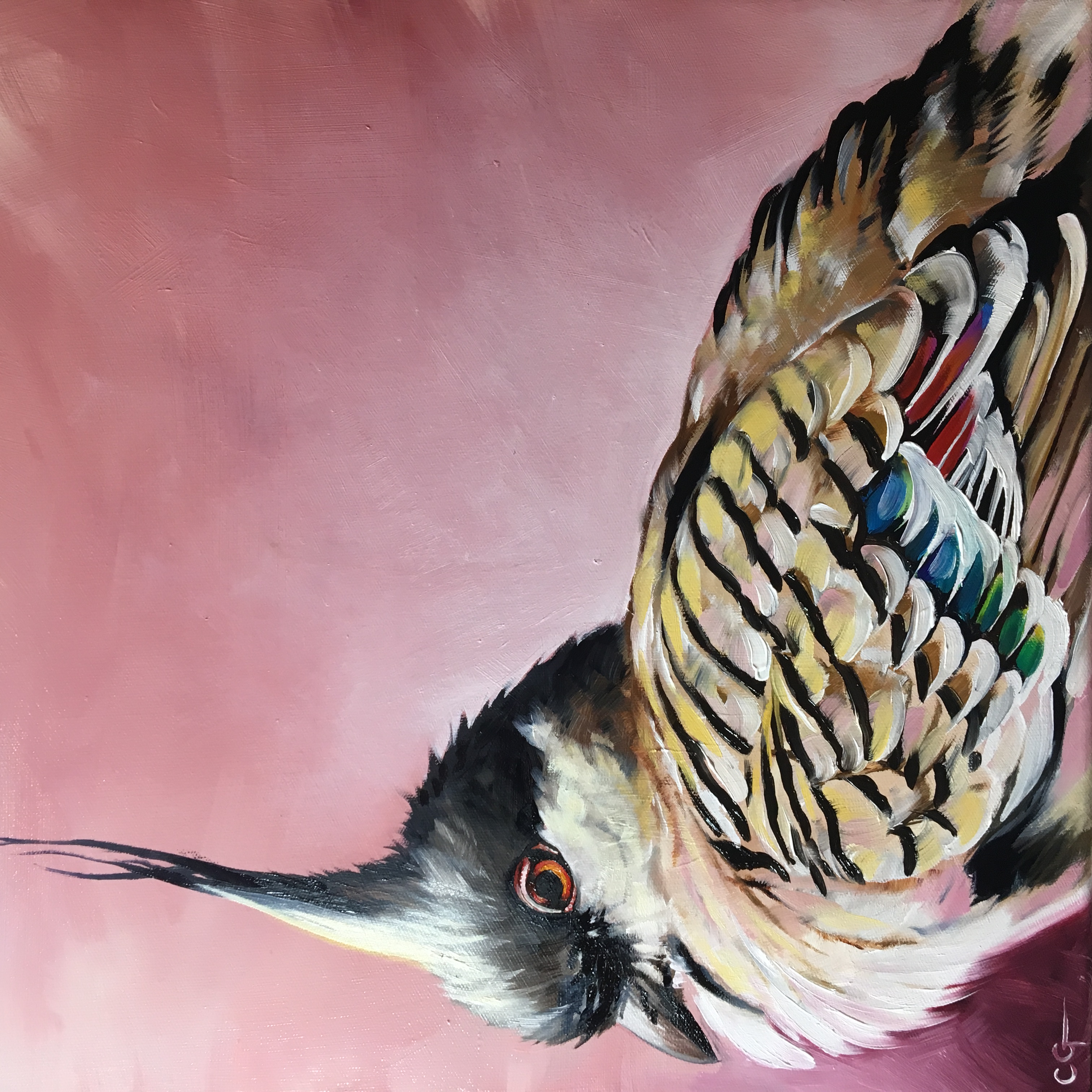 Wildlife Artist Carla Grace Paintings