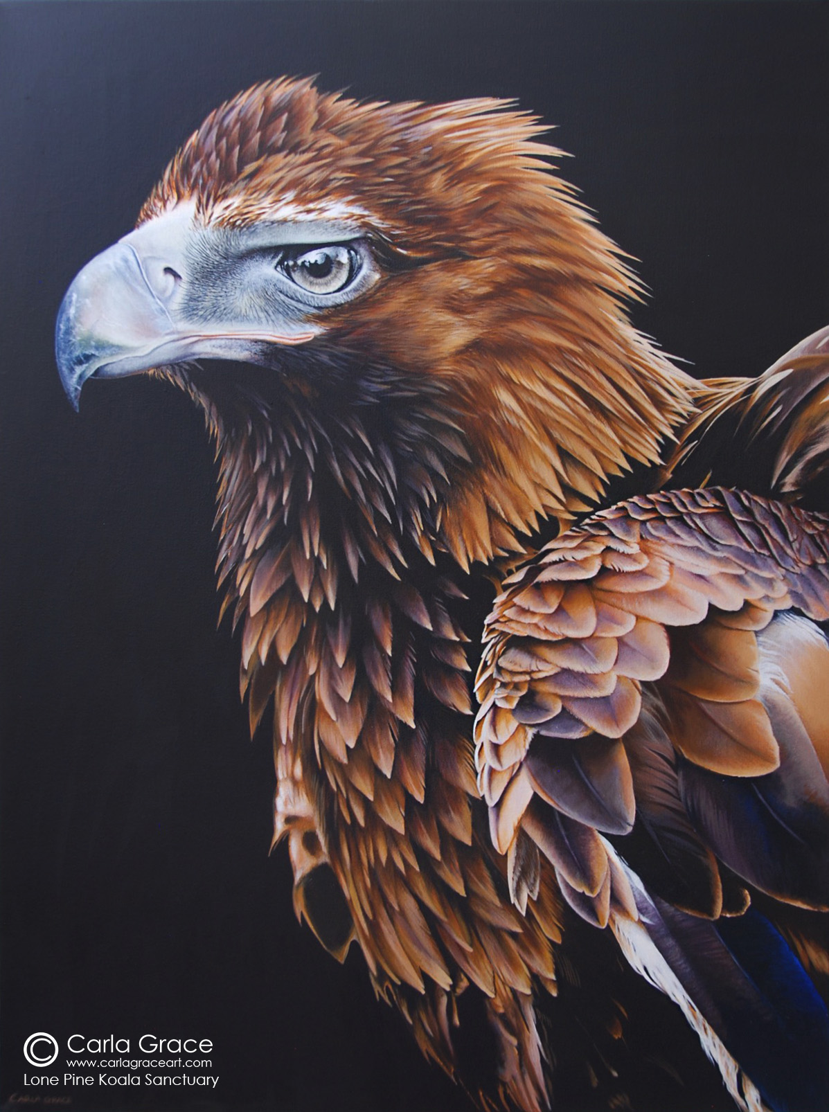 Wildlife Artist Carla Grace Paintings