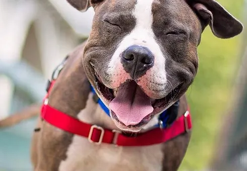 pet sitting and boarding info