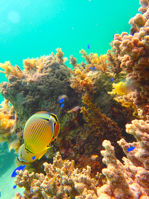 西表島シュノーケリング 西表島シュノーケリング