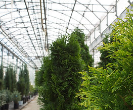 arborvitae.jpg