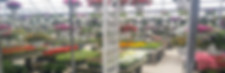 greenhouse1.jpg