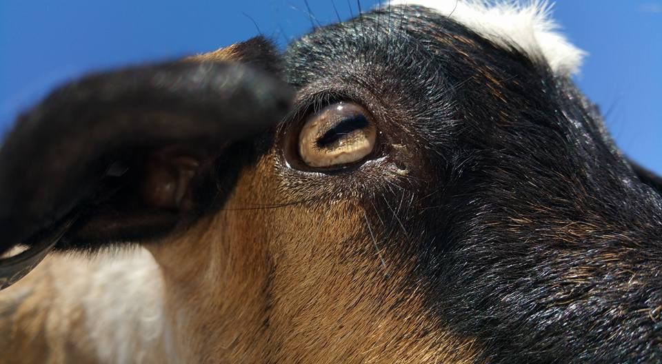 Australian Pygmy Goats and Australian Miniature Goats