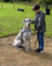 DogSchool (1 of 1)-38.jpg