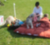 DogSchool (1 of 1)-20.jpg