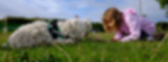 DogSchool (1 of 1)-14.jpg
