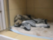 IMG_2965.jpeg