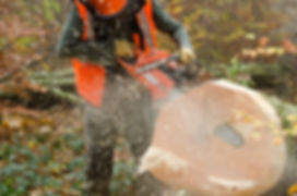 Tree Surgeons in Warwickshire, Tree Safe Ltd