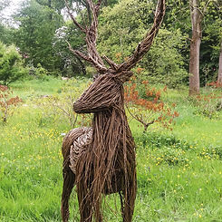 willow-stag-1.jpg