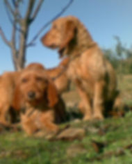 basset fauve bretagne